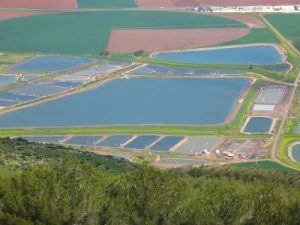 Growing Fish In A Caged System - Alphalapia