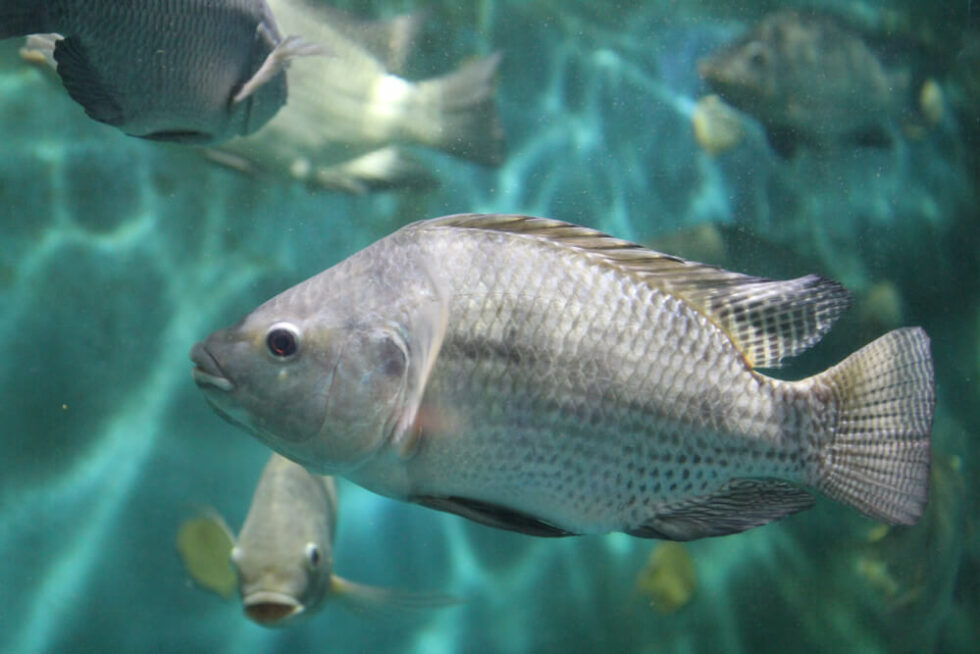 Tilapia Fish Farm Alphalapia