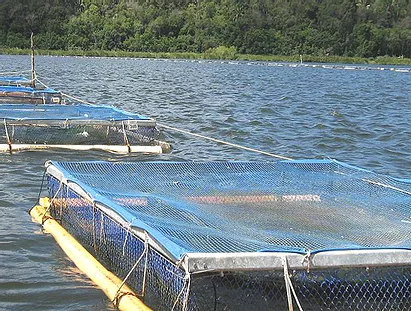 Cage fish farming in Ghana - Fish Consulting Group