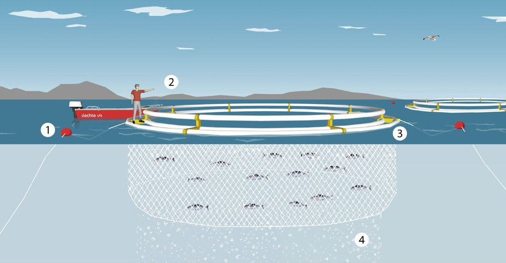 Growing Fish In A Caged System - Alphalapia